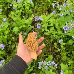 Meet your Posher, Gage